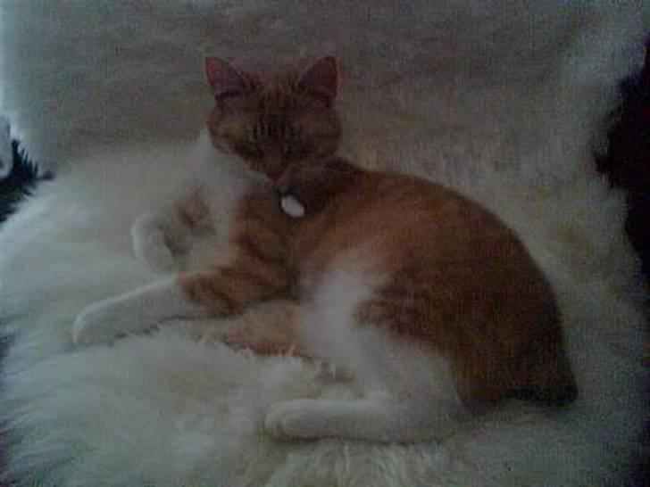 Huskat Pickles +02.11.2010+ - Ligger lige og putter på mit lammeskin :o) billede 7