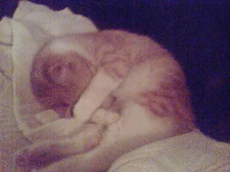 Huskat Pickles +02.11.2010+ billede 8