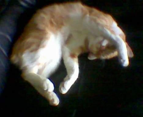 Huskat Pickles +02.11.2010+ billede 9