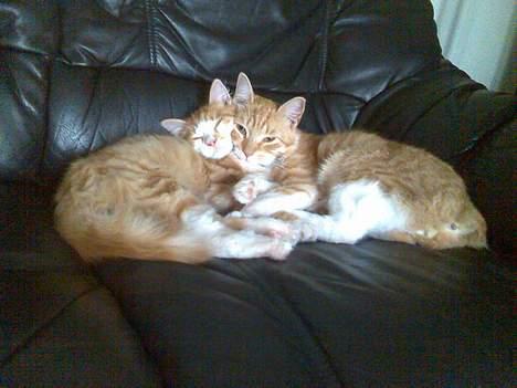 Huskat Pickles +02.11.2010+ - Pickles sammen med sin bedste ven Pumpkin. Pumpkin er desværre blevet aflivet. Han fik kattesyge af en vaccine, og kunne desværre ikke reddes :o( billede 10