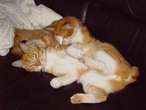 Huskat Pickles +02.11.2010+ - Pickles og Pumpkin billede 11