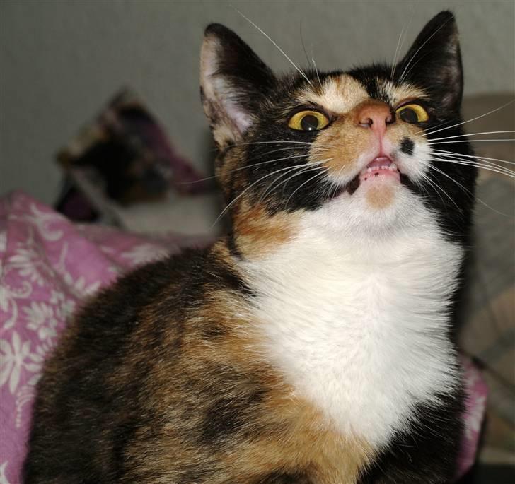 Huskat * Kylle * - Uhh ? :D billede 6