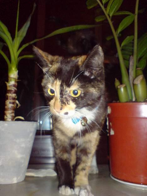 Huskat * Kylle * - Fine, specielle Kylle :b  billede 7