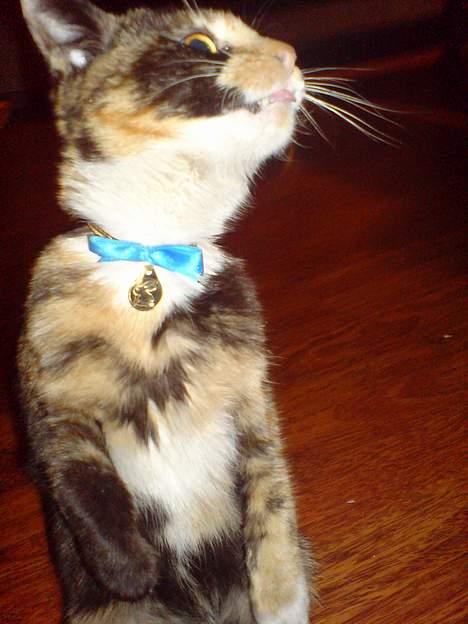 Huskat * Kylle * - Uhh er der mon noget spændende ? :p billede 8