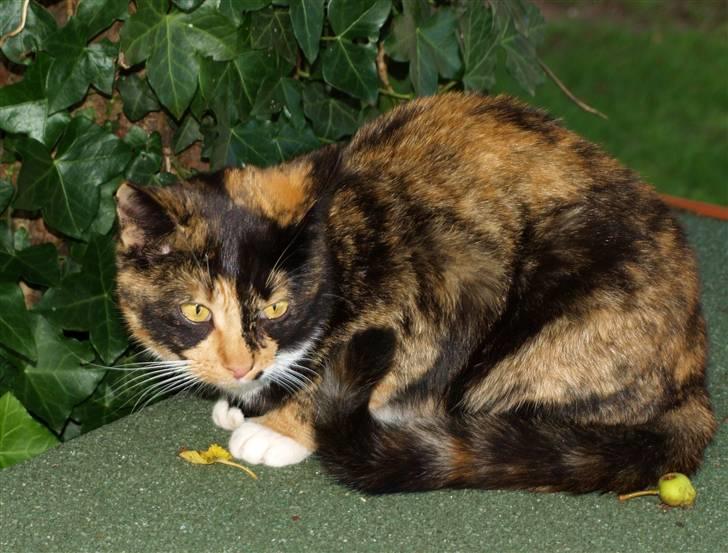 Huskat * Kylle * - Hva er spændende ? billede 9