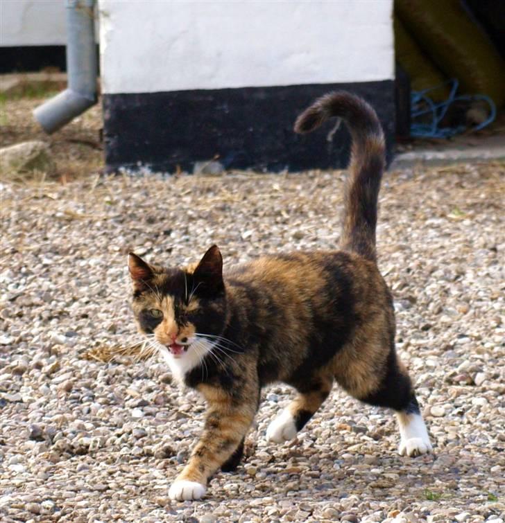 Huskat * Kylle * - Nårh lille kylle :D som helt lille næsten . billede 10