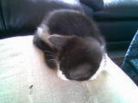 Huskat zindi - Gad vide hvor længe fluen gider kigge på mig billede 14