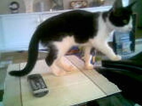 Huskat zindi - Jeg var nødt til og undersøge bordet :-D billede 15