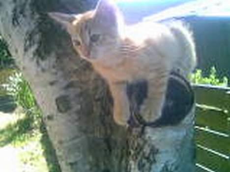 Huskat Zimba - Her har jeg så overblikket over vor have billede 13