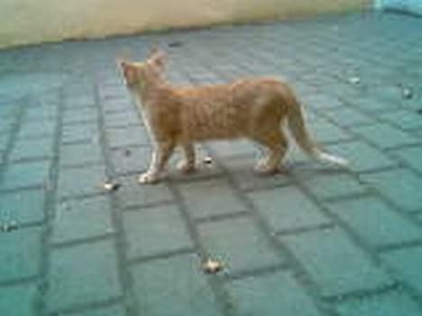 Huskat Zimba - Hmm hvad skal jeg finde på....... billede 14