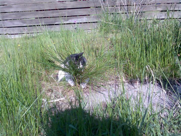 Huskat zindi - Dejligt, leger i græsset :-) billede 16