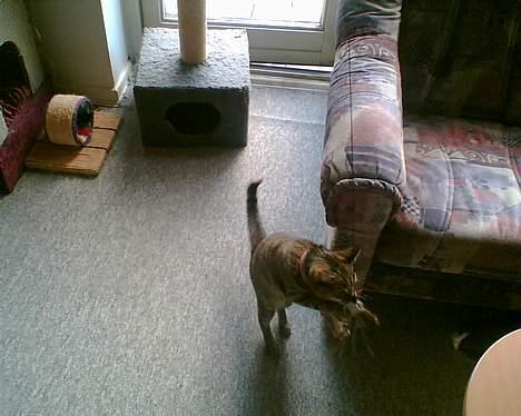 Blanding af racer trunte (flyttet tilbage) - mit lege tøj så skid da det kan jeg god lege med billede 11