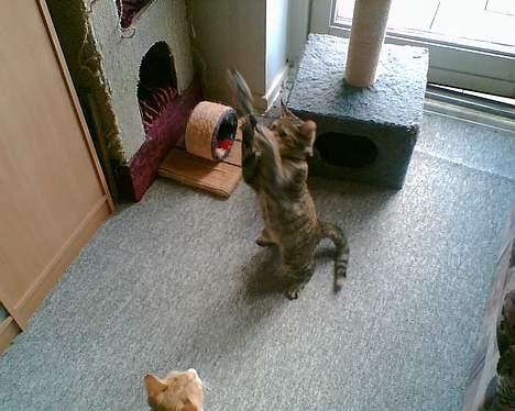 Blanding af racer trunte (flyttet tilbage) - garfield gå det er mit billede 12