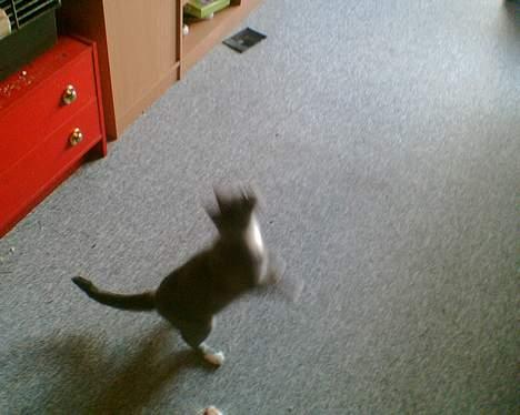 Huskat tøssen billede 6