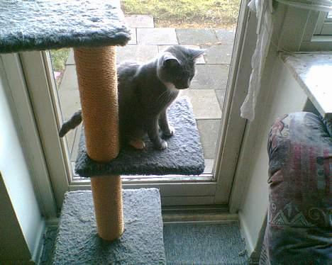 Huskat tøssen billede 7