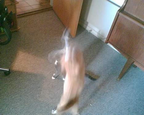 Huskat garfield billede 18