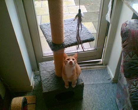 Huskat garfield billede 19