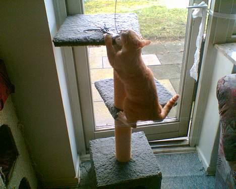 Huskat garfield billede 20