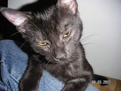 Blanding af racer Vicki - How You Doing billede 3