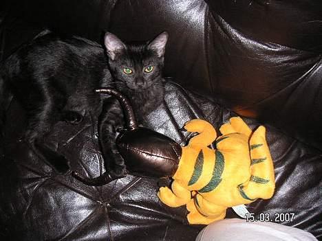 Blanding af racer Vicki - Jeg gør den ikke noget, det lover jeg billede 4