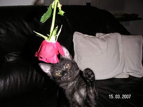 Blanding af racer Vicki billede 5