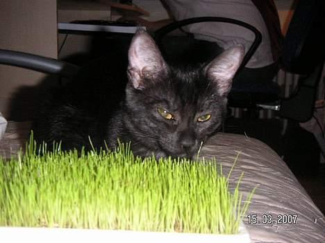 Blanding af racer Vicki billede 6