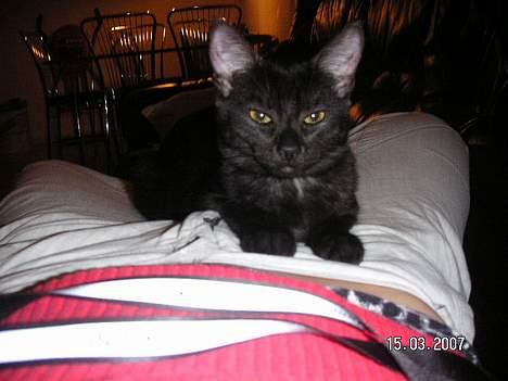 Blanding af racer Vicki billede 7