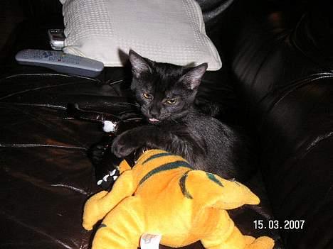 Blanding af racer Vicki - Undskyld jeg kunne ikke lade den ligge billede 8