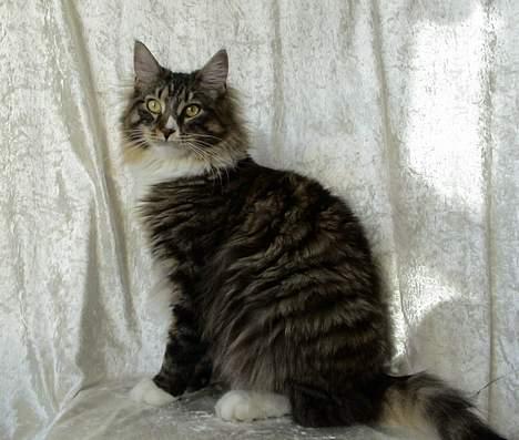 Norsk Skovkat Raja - Ja jeg er da yndig billede 1