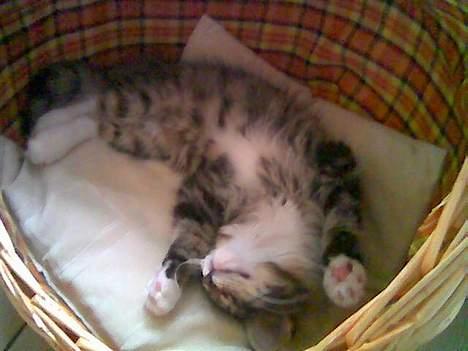 Norsk Skovkat Raja - Uha nu blev jeg godt nok træt, det er også første og sidste gang jeg har sovet i dennne kurv, som mor og far har købt til mig billede 2