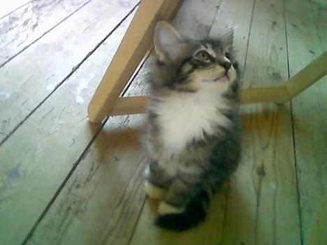 Norsk Skovkat Raja - huummm hvad er der mon der oppe? billede 3