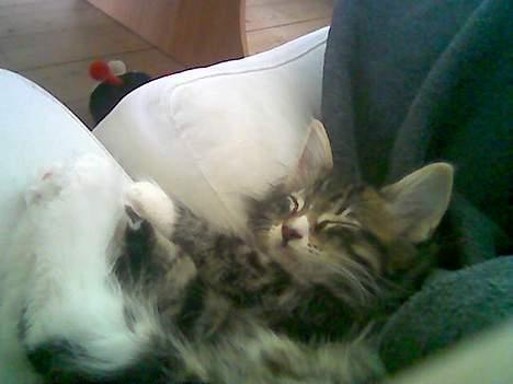 Norsk Skovkat Raja - ja det er nu godt at ligge og putte billede 4