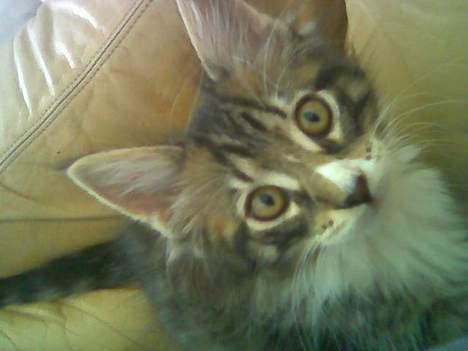 Norsk Skovkat Raja - hovsa hvad er nu det..... billede 5