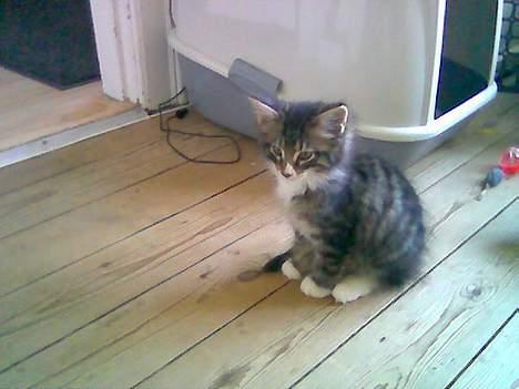 Norsk Skovkat Raja - uha der er godt nok stort her for sådan en lille ny kat som mig billede 6