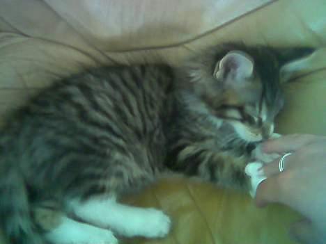 Norsk Skovkat Raja - Er jeg ikke bare dejlig billede 7