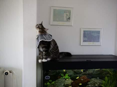 Norsk Skovkat Raja - uhmmm ja lige der, det er der det klør........ billede 8