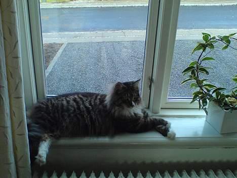 Norsk Skovkat Raja - verdens bedste liggeplads hvor jeg kan holde øje med alt der foregår billede 9