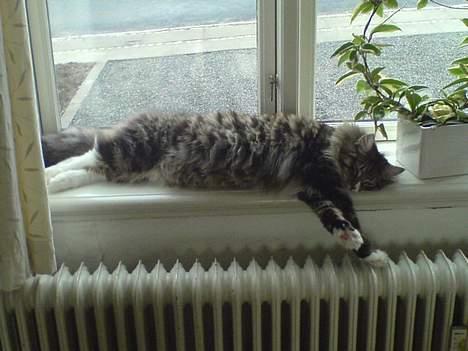 Norsk Skovkat Raja - ja her en nu godt at ligge billede 10