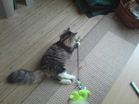 Norsk Skovkat Raja - det allerbedste legetøj, den er helt vildt sjov at lege med.... billede 11