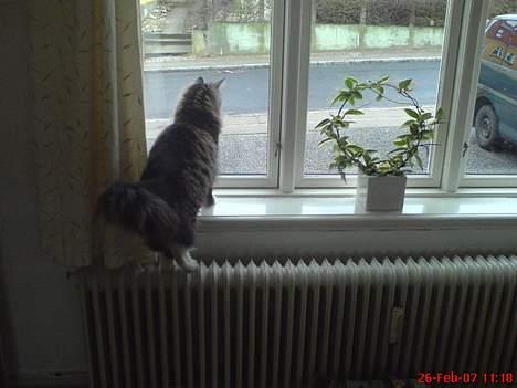 Norsk Skovkat Raja - så kan jeg også lige se hvad der foregår udenfor billede 12