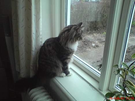 Norsk Skovkat Raja - der er mange ting der bevæger sig derude billede 13