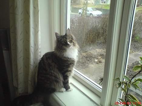 Norsk Skovkat Raja - hej mor..... billede 14