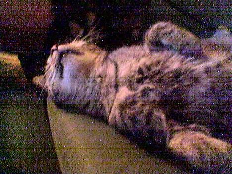 Huskat Casper billede 2