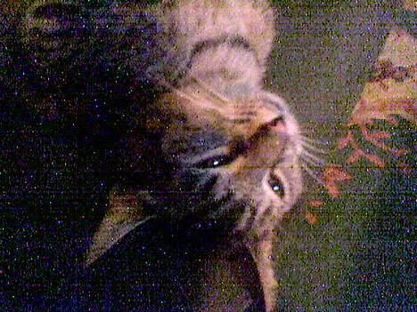 Huskat Casper billede 3