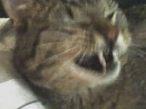 Huskat Casper billede 4