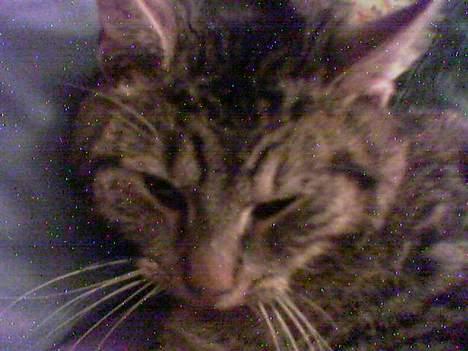 Huskat Casper billede 5