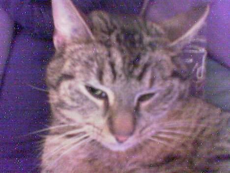 Huskat Casper billede 6