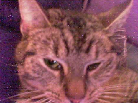 Huskat Casper billede 7