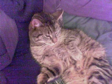 Huskat Casper billede 8