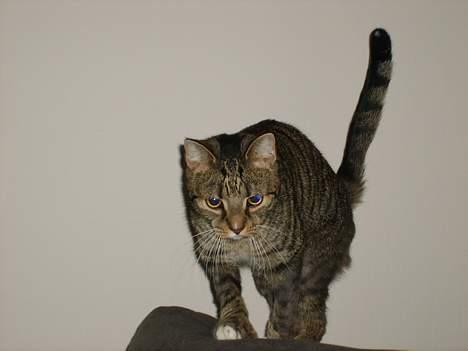 Huskat Miver billede 1